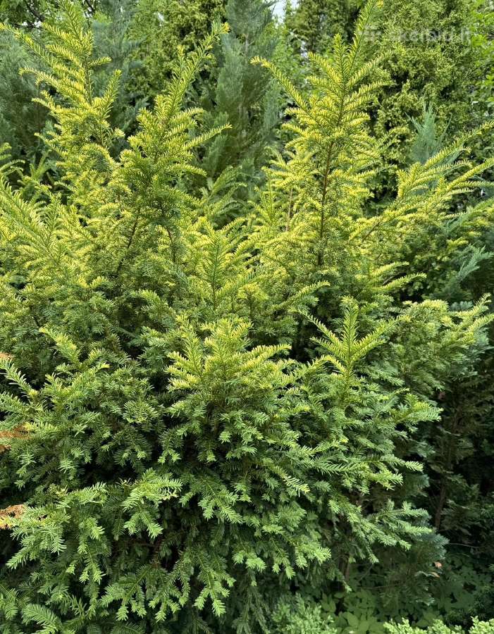 Tuju ispardavimas Smaragd 1.5-2m, krumai geles - nuotraukos Nr. 20