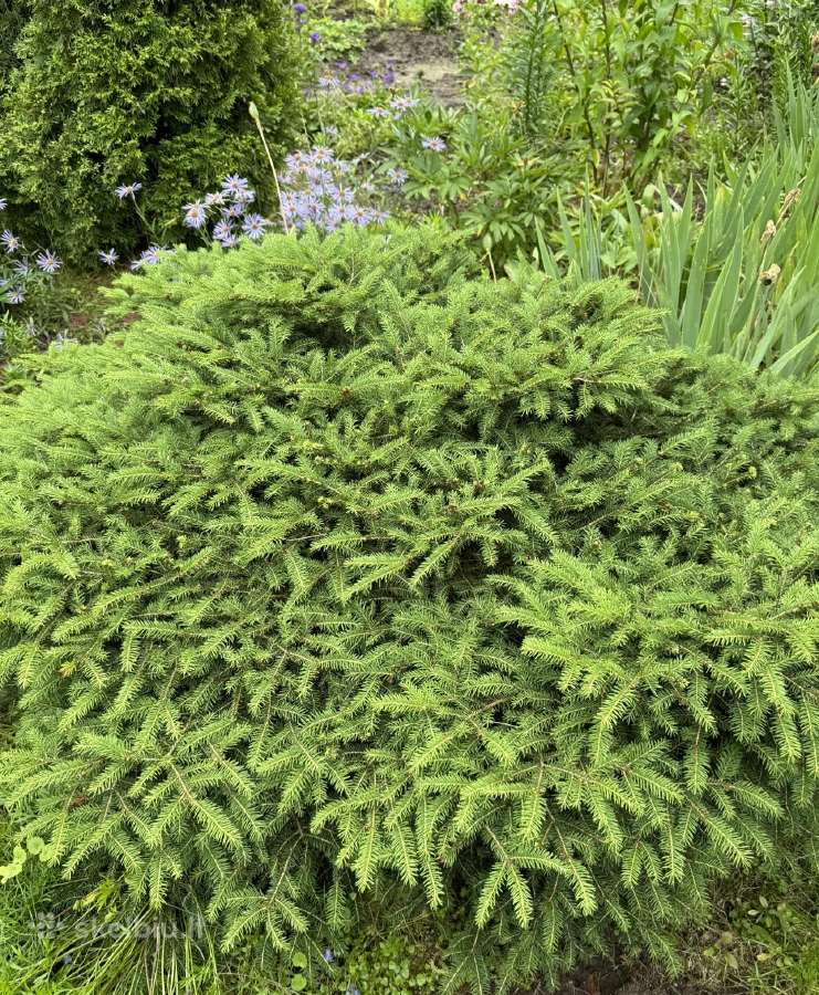 Tuju ispardavimas Smaragd 1.5-2m, krumai geles - nuotraukos Nr. 21