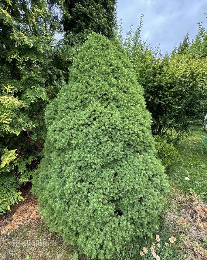 Tuju ispardavimas Smaragd 1.5-2m, krumai geles - nuotraukos Nr. 22