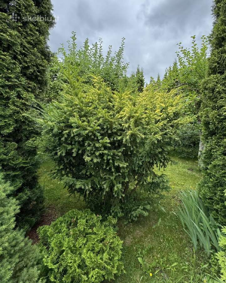 Tuju ispardavimas Smaragd 1.5-2m, krumai geles - nuotraukos Nr. 23