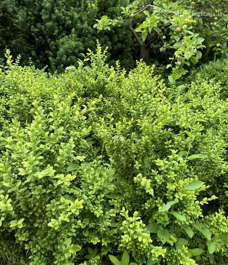 Tuju ispardavimas Smaragd 1.5-2m, krumai geles - nuotraukos Nr. 24