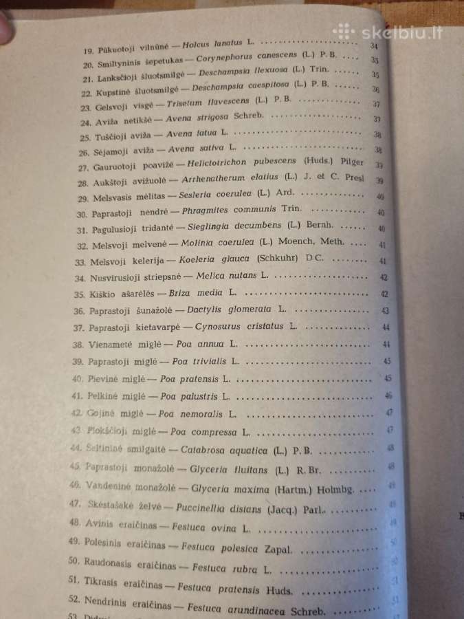 Pašarinių žolių ir jų piktžolių sėklos - nuotraukos Nr. 4