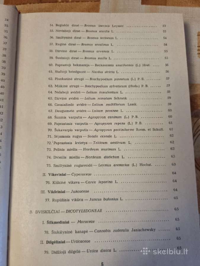 Pašarinių žolių ir jų piktžolių sėklos - nuotraukos Nr. 5
