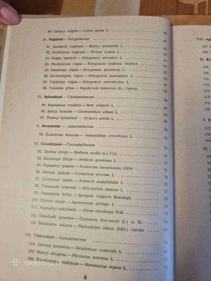 Pašarinių žolių ir jų piktžolių sėklos - nuotraukos Nr. 6