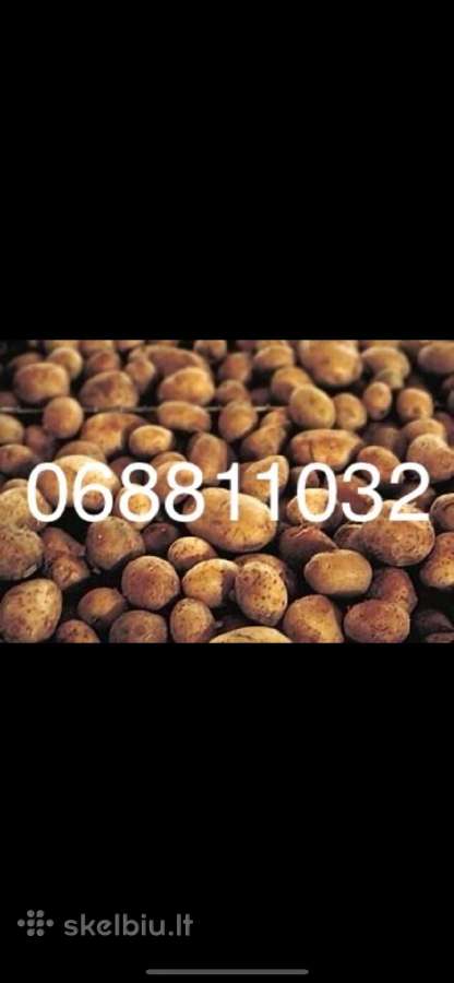 Bulvės į namus