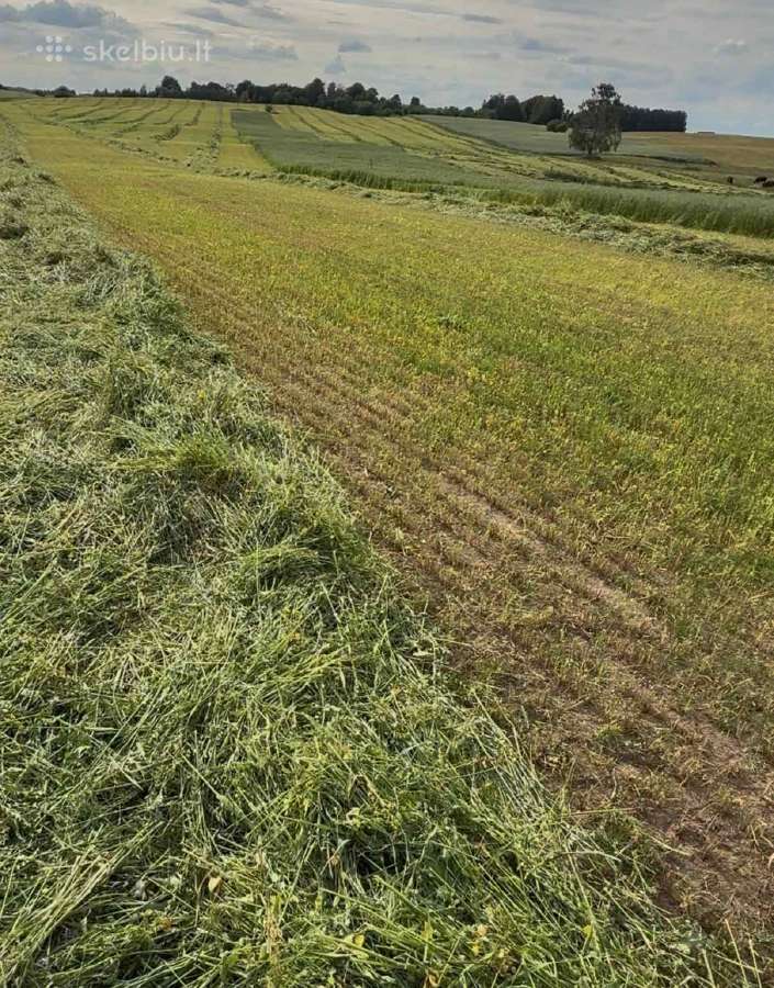 Kukurūzų silosas, šienainis, Vikių-avižų mišinys - nuotraukos Nr. 6