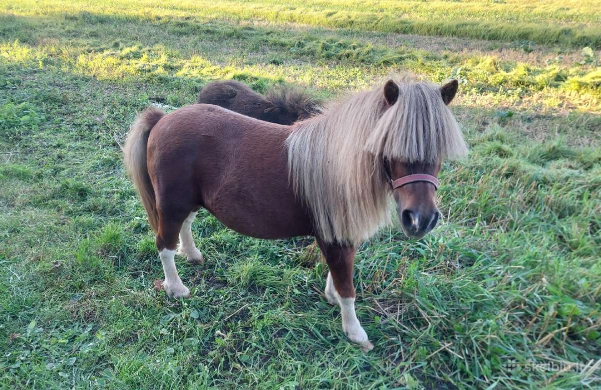 Poni kumelaitė su kumeliuku