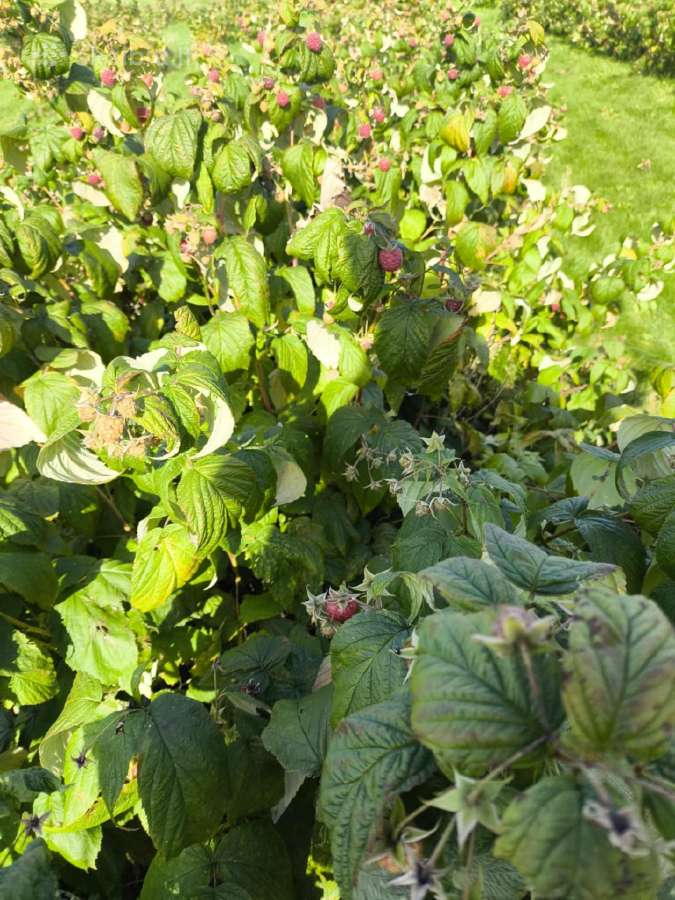 Polka ir Poemat aviečių daigai iš grunto