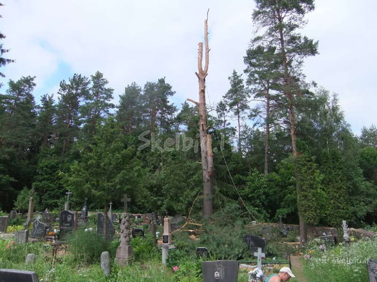 Pigus medžių pjovimas, šakų genėjimas - nuotraukos Nr. 2