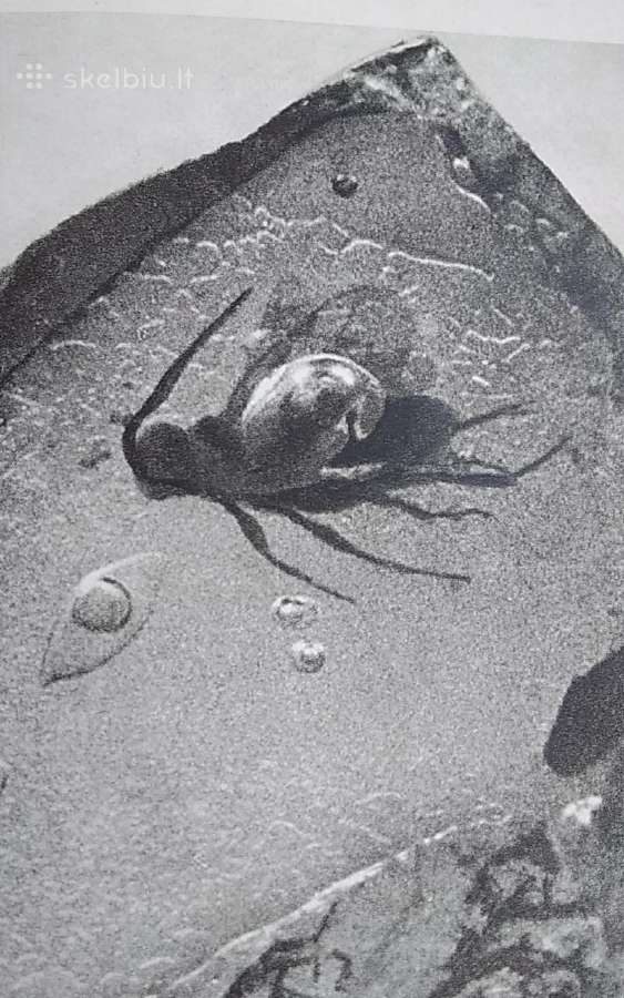 Palangos gintaro muziejus 1968 m - nuotraukos Nr. 3