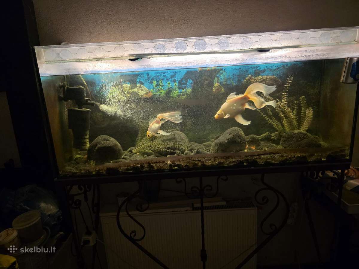 Akvariumas 300 Ltr, stovu ir įranga