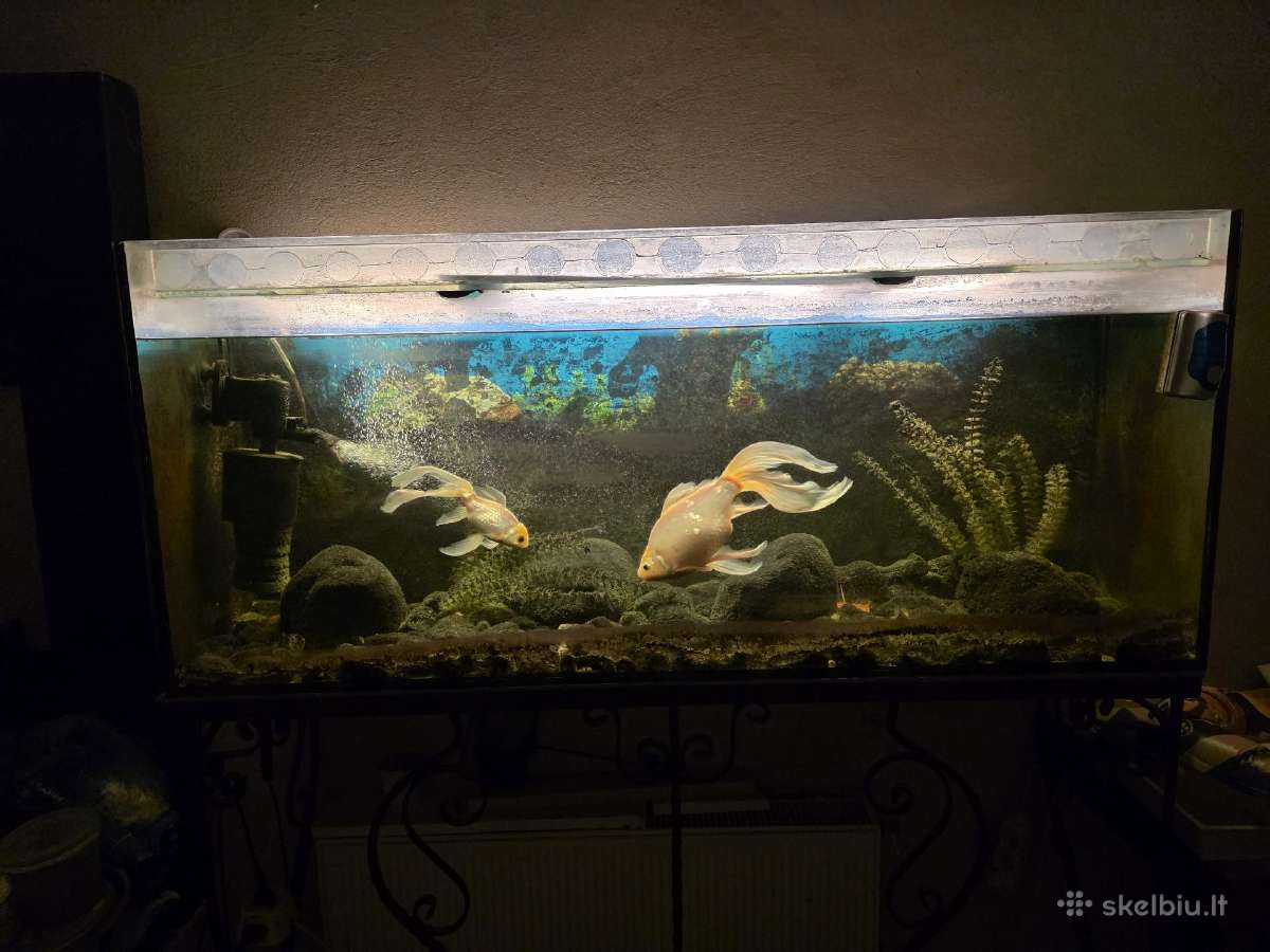 Akvariumas 300 Ltr, stovu ir įranga - nuotraukos Nr. 5