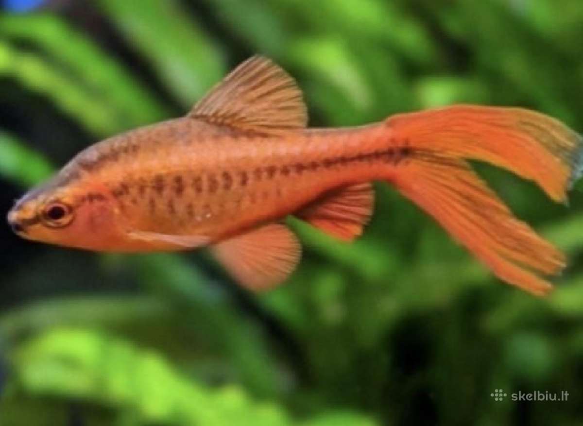 Įv. akvariuminės žuvelės Šiauliuose - nuotraukos Nr. 11