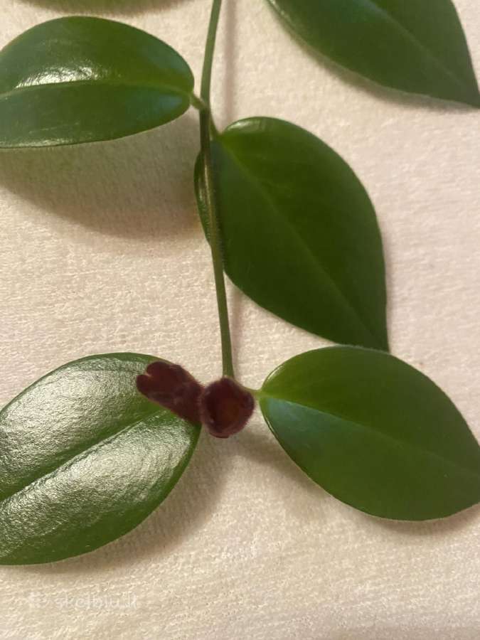 Aeschynanthus - nuotraukos Nr. 4