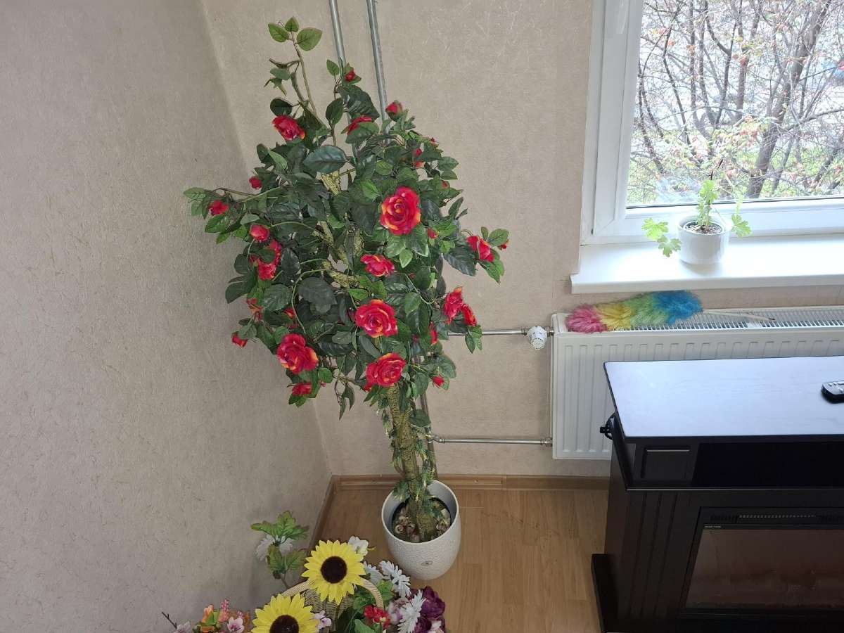 Parduodu dekoratyvine rozes medis - nuotraukos Nr. 2