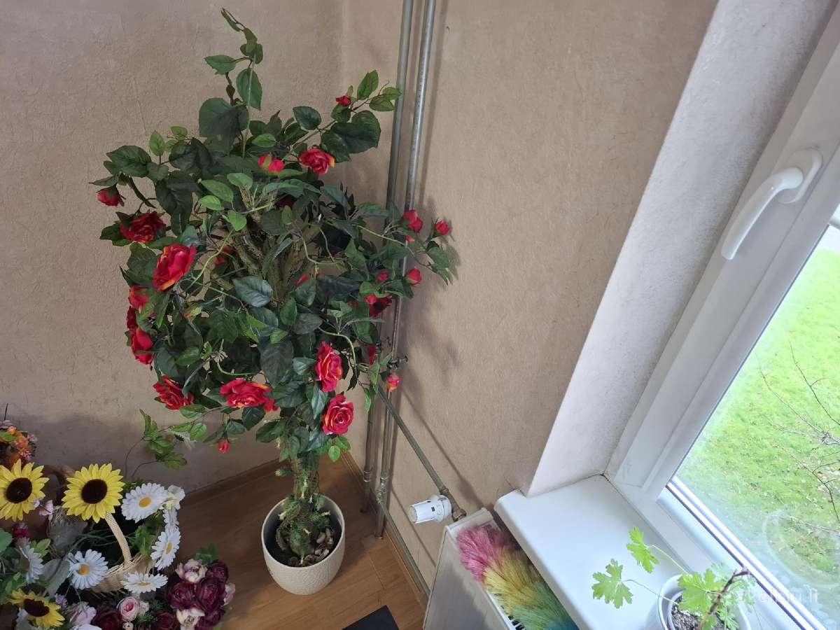 Parduodu dekoratyvine rozes medis - nuotraukos Nr. 4