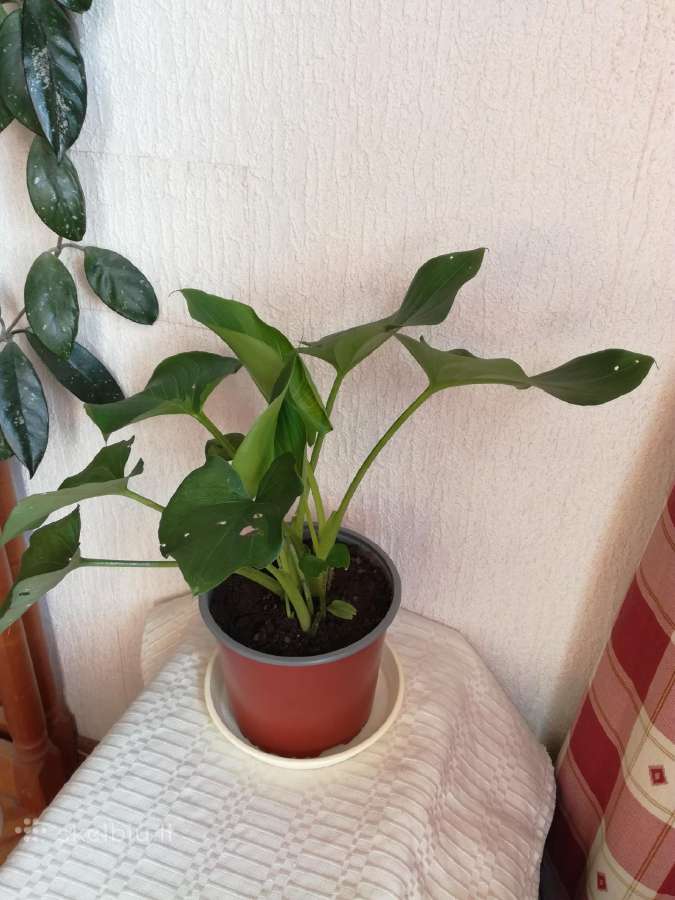 Kambario gėlės sampaulijos ir senovinės kalijos - nuotraukos Nr. 16
