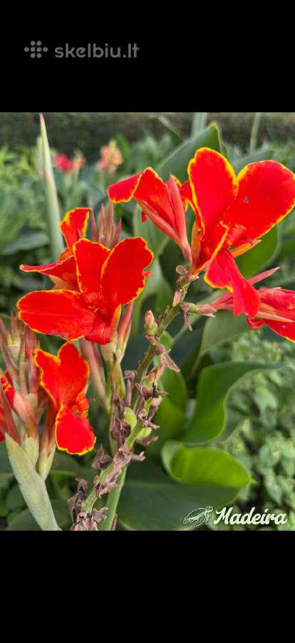 Parduodu kanų (Canna) gumbus - nuotraukos Nr. 3