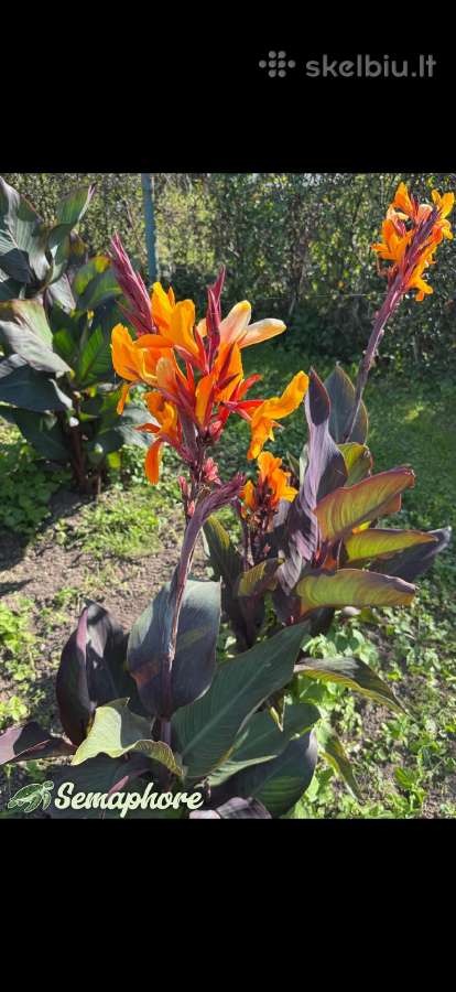 Parduodu kanų (Canna) gumbus - nuotraukos Nr. 6