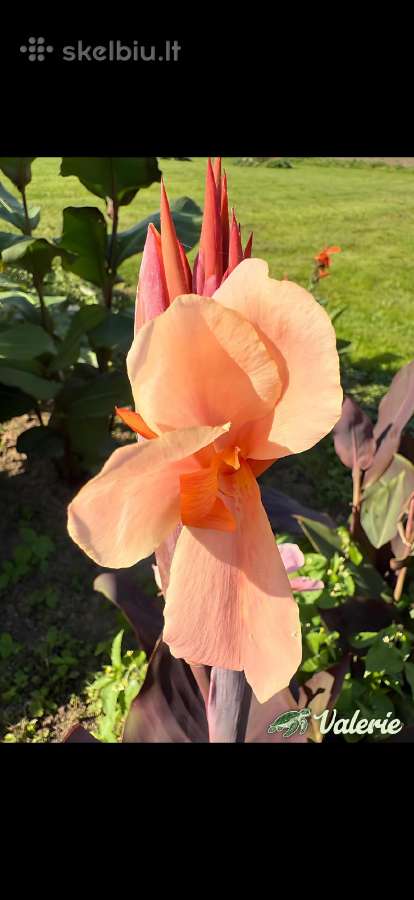 Parduodu kanų (Canna) gumbus - nuotraukos Nr. 27