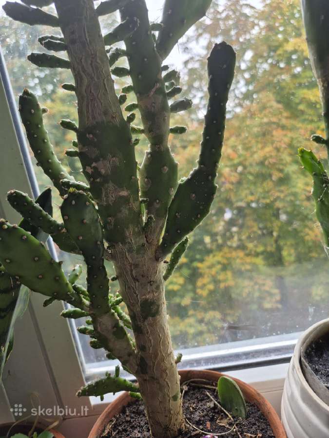 Medėjantys kaktusai - nuotraukos Nr. 4