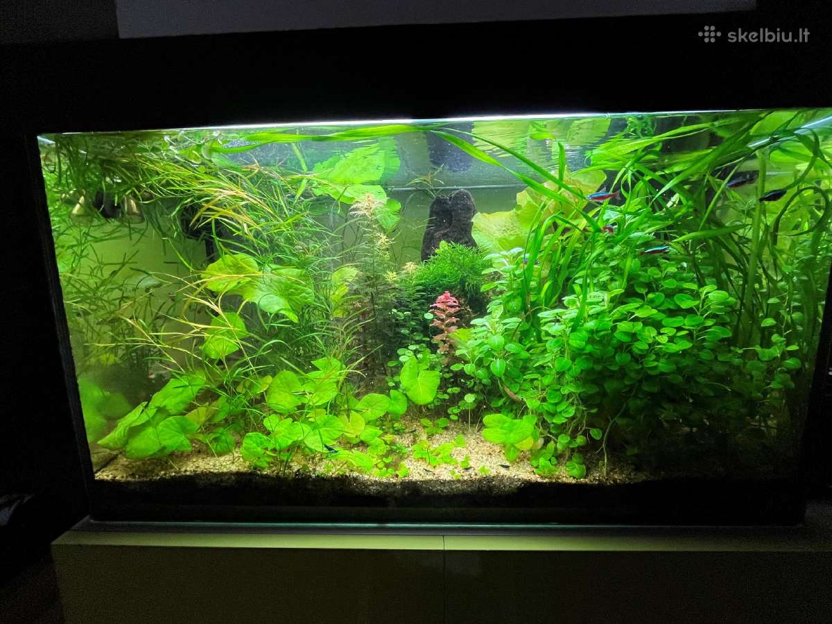 Neocaridina Blue dream mėlynos krevetės - nuotraukos Nr. 2