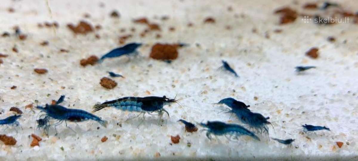 Neocaridina krevetės "blue dream"