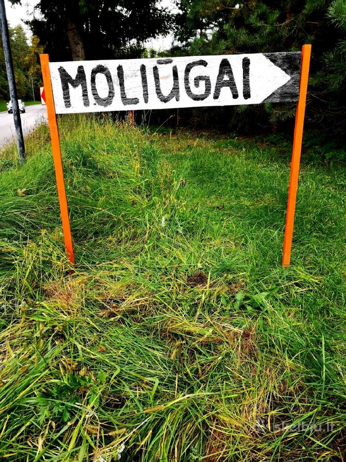 Moliūgai, Bajoruose 24/7! Savitarna vėl veikia! - nuotraukos Nr. 11