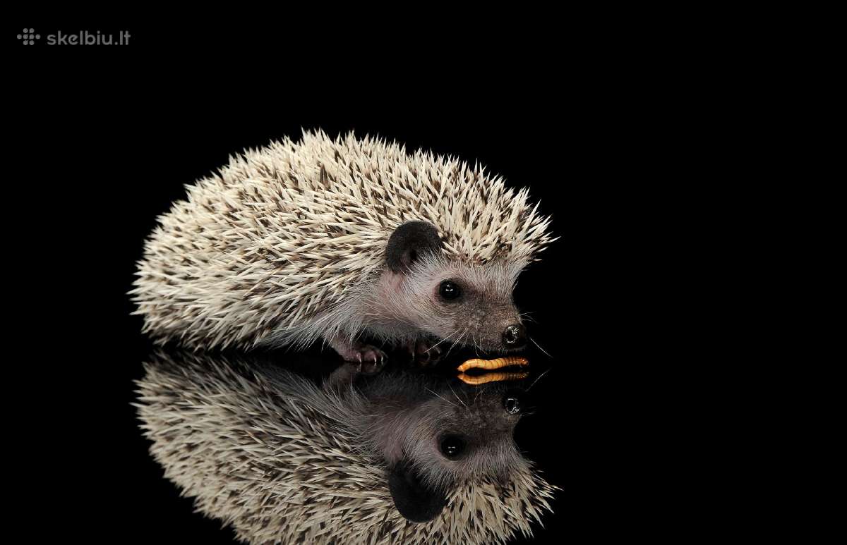 Gyvi didieji milčiai Gyvas maista Tenebrio molitor - nuotraukos Nr. 3