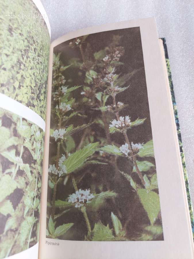 Aromatiniai augalai - nuotraukos Nr. 3