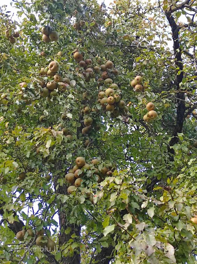 Obuoliai, žieminės kriaušės - nuotraukos Nr. 4