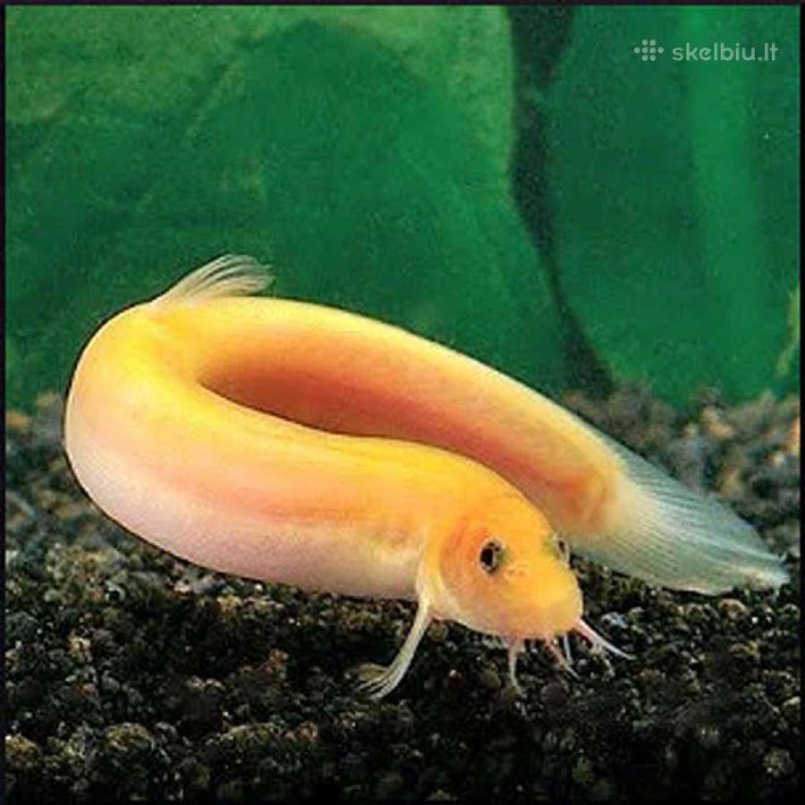 Nauja didele siunta - nuotraukos Nr. 22