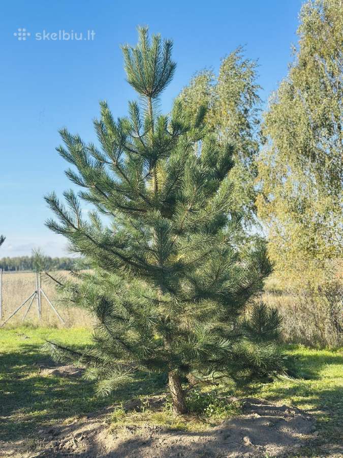 Parduodame juodąsias pušis nuo 2 iki 6 metrų - nuotraukos Nr. 5