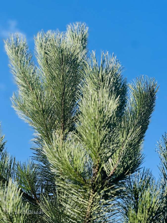 Parduodame juodąsias pušis nuo 2 iki 6 metrų - nuotraukos Nr. 9