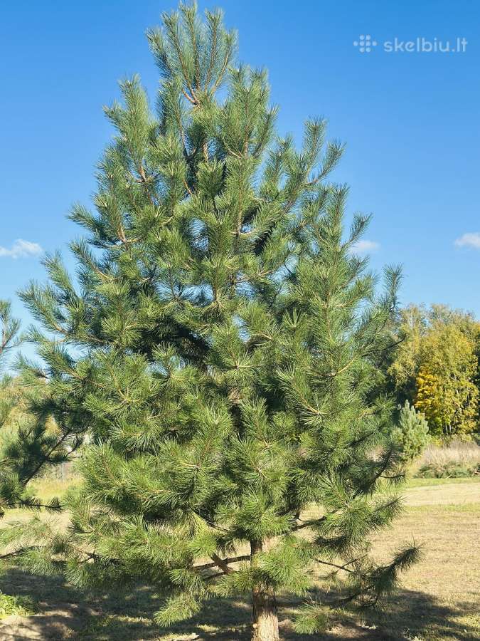Parduodame juodąsias pušis nuo 2 iki 6 metrų - nuotraukos Nr. 11