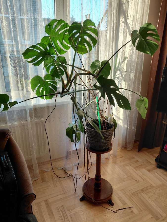 Parduodu Monsterą