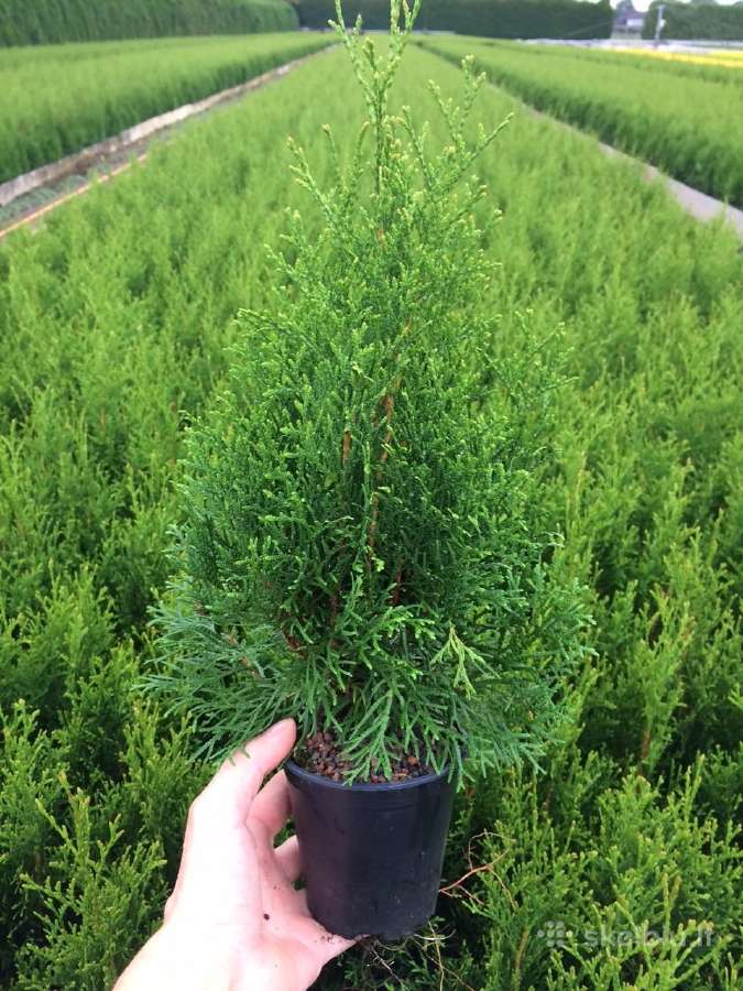 Thuja Smaragd - p9 vazonas - 0,80 € - iki 60 cm - nuotraukos Nr. 7
