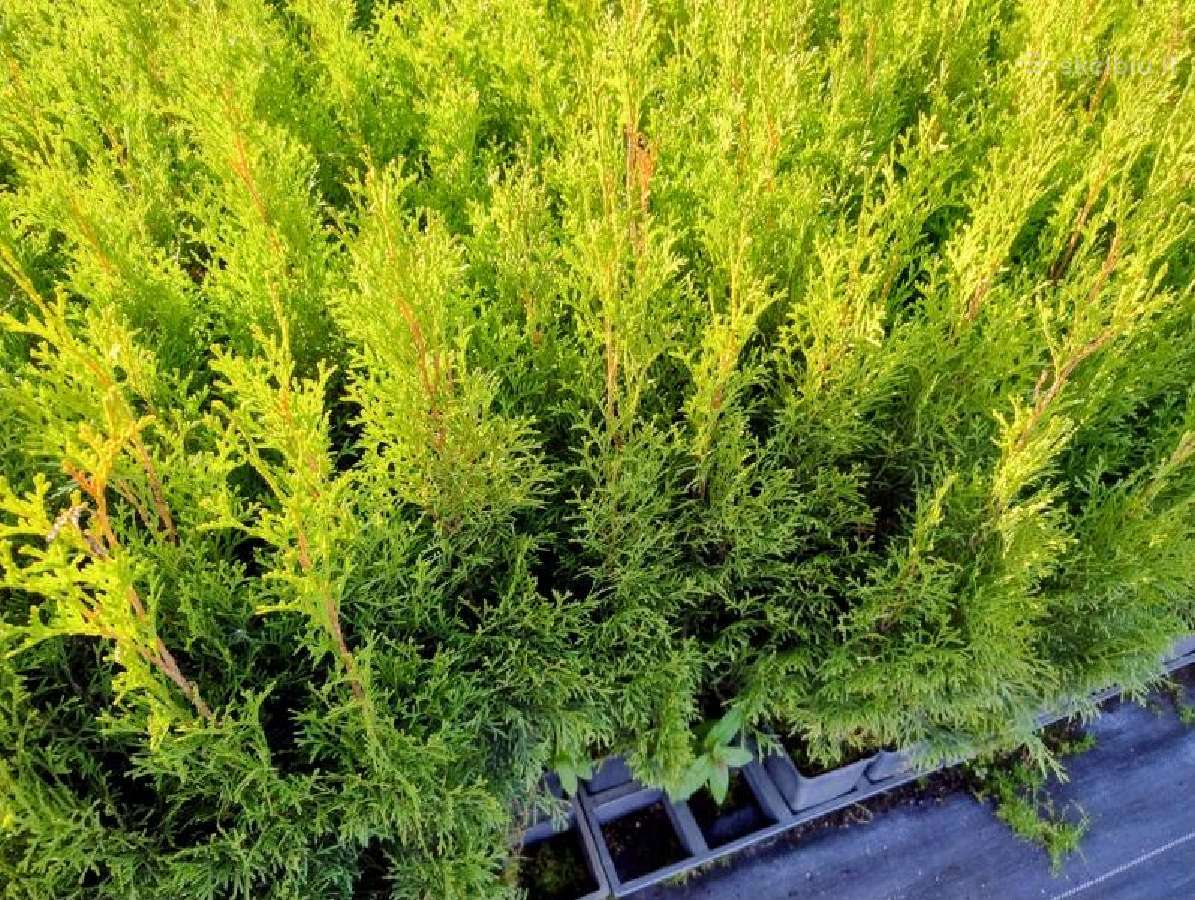 Thuja Smaragd - p9 vazonas - 0,80 € - iki 60 cm - nuotraukos Nr. 8
