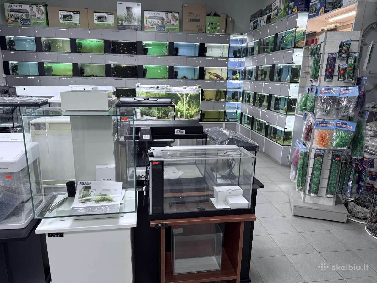 Akvariuminės žuvys, augalai, visa reikiama įranga - nuotraukos Nr. 2
