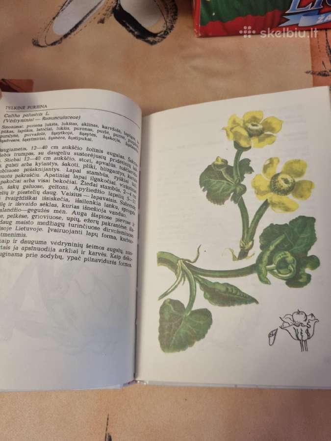 Pavasarį žydintys augalai - nuotraukos Nr. 5