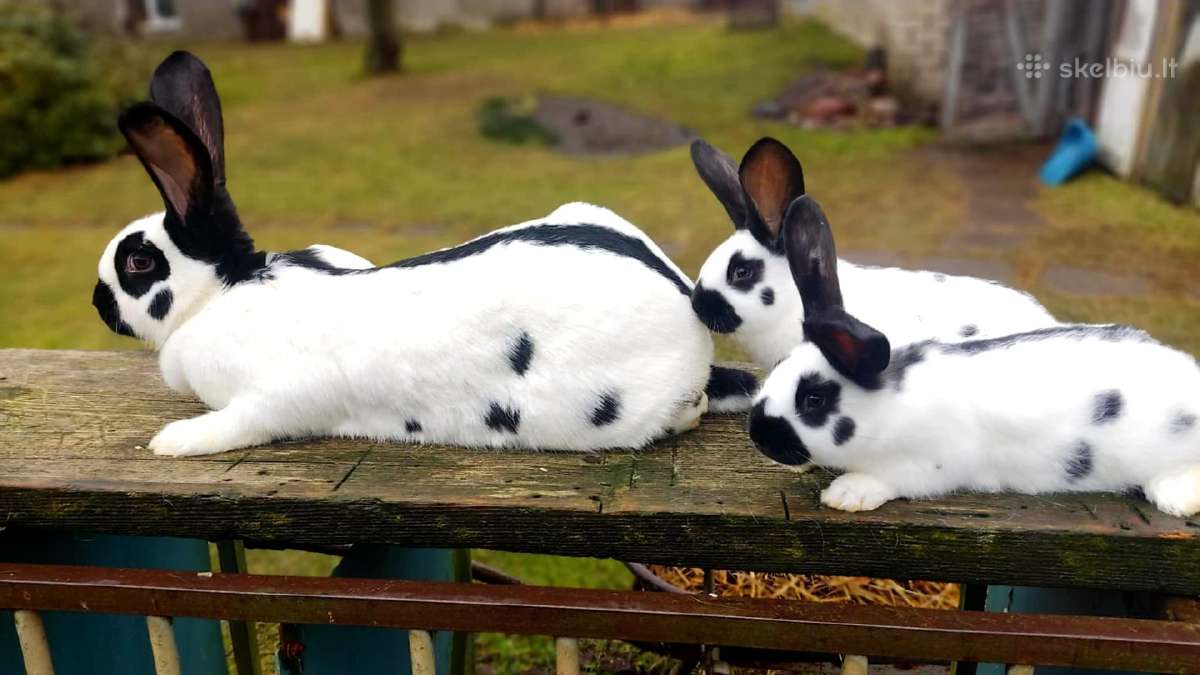 Belgų milžinai,vokiečių drugeliai, vienos pilkieji - nuotraukos Nr. 13