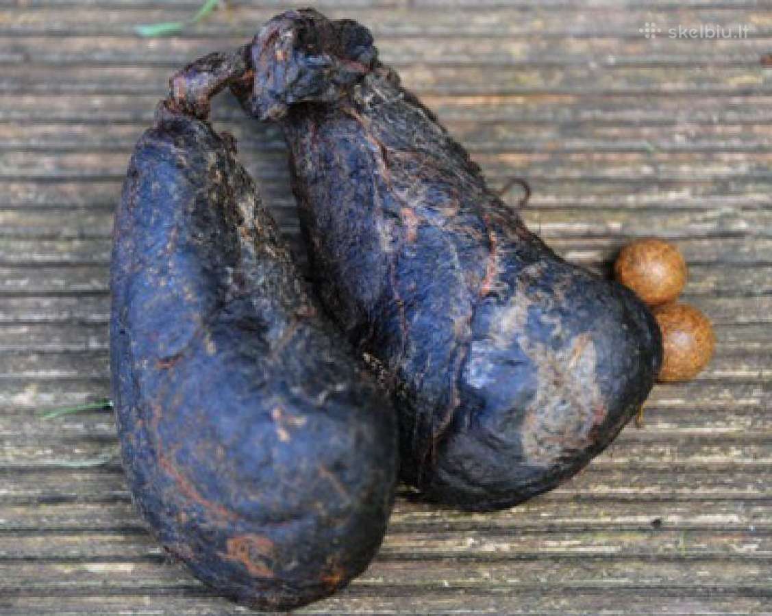 Bebro sruogliai.