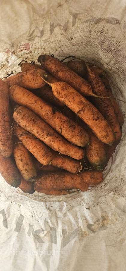 Skanios bulvės ir kitos daržovės - nuotraukos Nr. 11