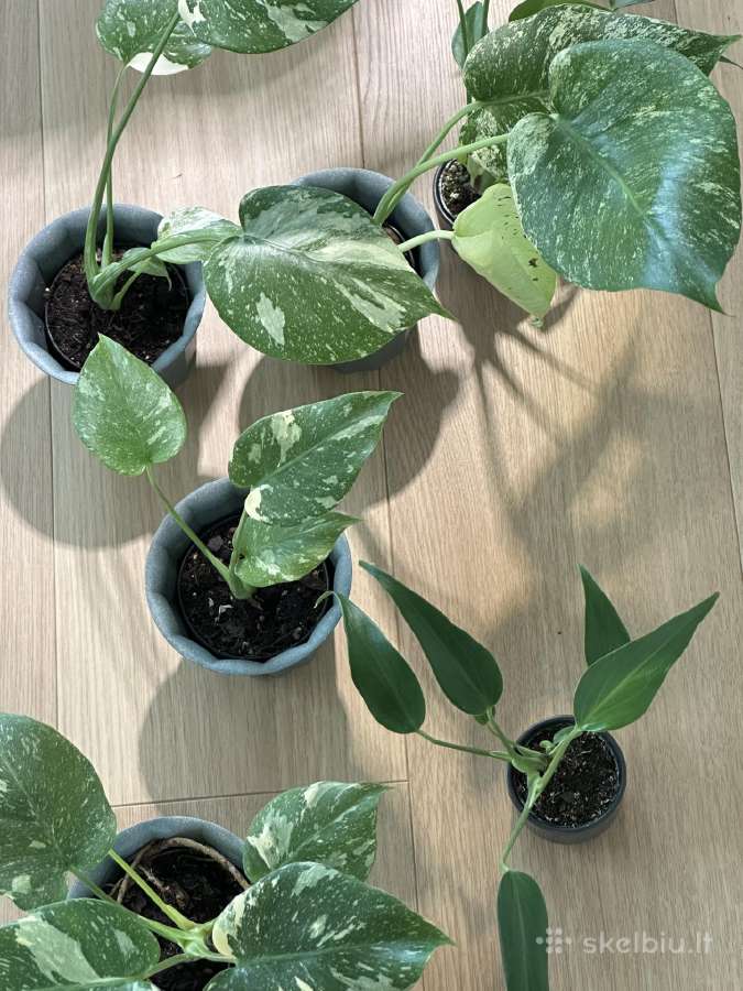 Monstera Thai Const/burle Marx Flame/mint/monster