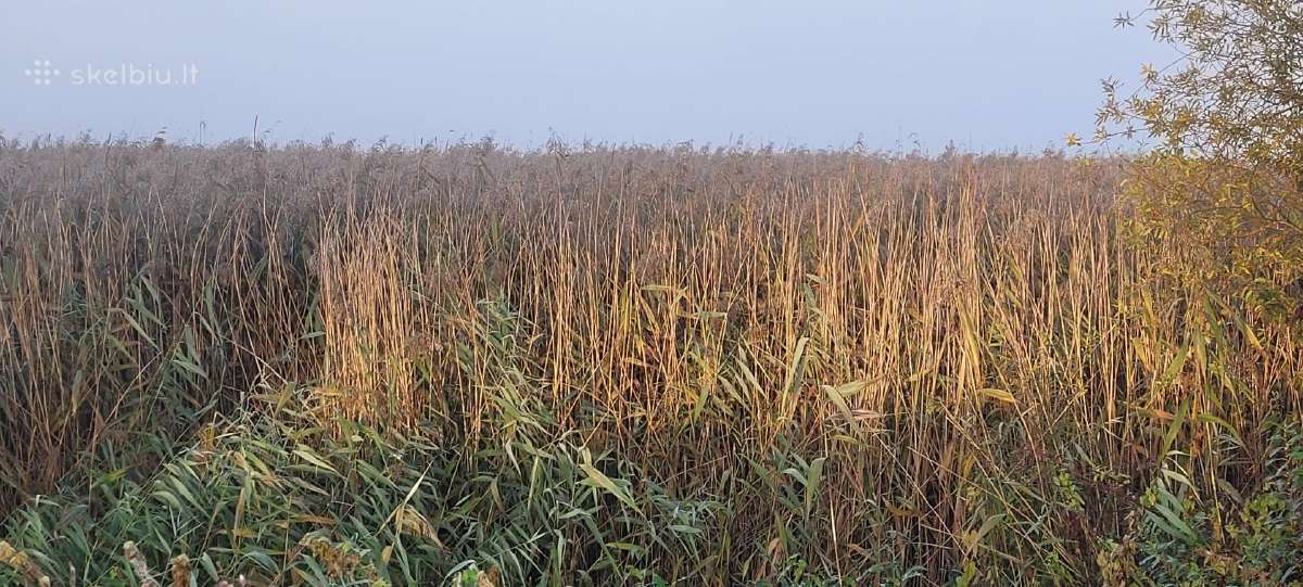 Pakrančių tvarkymas,nendrių pjovimas,šaknų rovimas - nuotraukos Nr. 10
