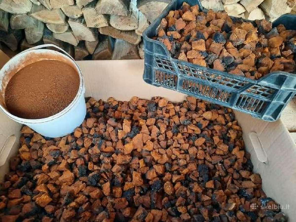 Čaga (Chaga ) - nuotraukos Nr. 3