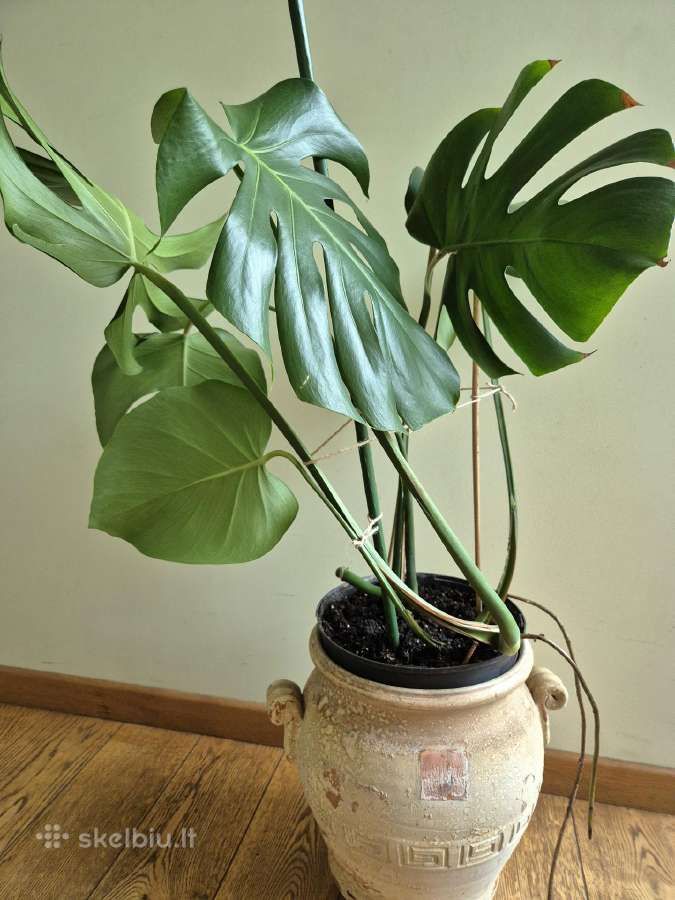 Kambarine gele monstera.