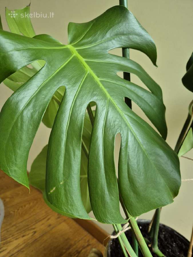 Kambarine gele monstera. - nuotraukos Nr. 2