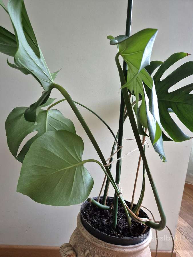 Kambarine gele monstera. - nuotraukos Nr. 3