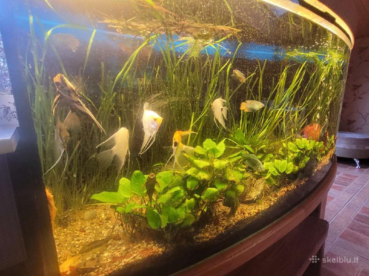 Akvariumas 450litru su visa įranga ir žuvytėmis - nuotraukos Nr. 6